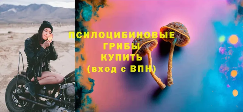 Псилоцибиновые грибы Psilocybe  закладки  Вихоревка 